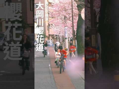 日本 | 神奈川 | 橫濱 | 大岡川櫻花道 #vlog  #旅行  #travel  #日本  #youtubeshorts  #yokohama  #橫濱 #sakura
