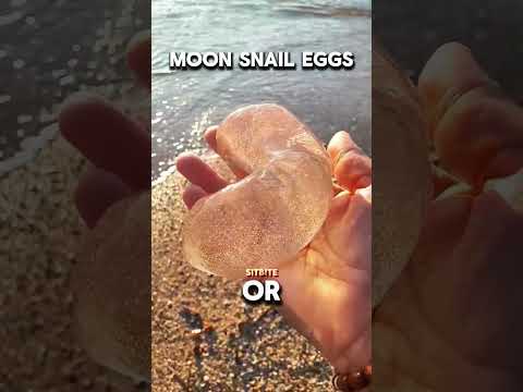 TOP 5 STRANGEST ANIMALS EGGS IN THE WORLD🤔😱