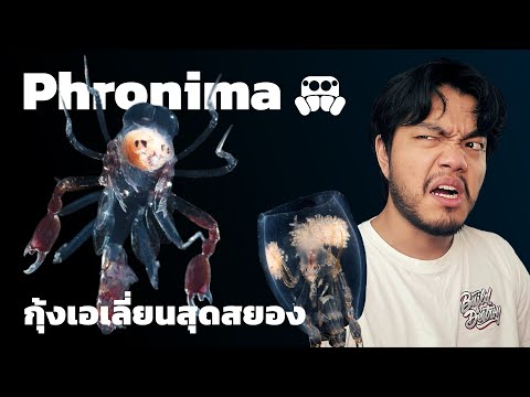 กุ้งเอเลี่ยนสีใสสุดสยอง Phronima