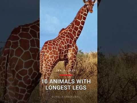 Longest animal in the world 🌎|quotes|#shortsfeed #shortvideo #animals #quotes #viralvideo #ytshorts