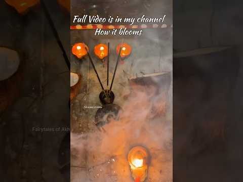 Rare Brahmakamalam Blooming Timelapse 🌸#shorts #youtubeshorts #trending #viralshorts #brahmakamalam