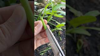 Smart gardening tip #gardening #tips #tricks #diy #plants