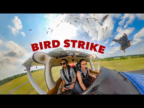 BIRD STRIKE on Takeoff • IFR to Dallas Love Field