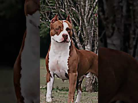 fila-brasileiro vs American Pitbull #filabrasileiro#pitbull#debate