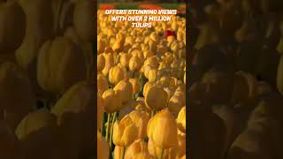 🌷🌷✨ 2 MILLION tulips in full bloom?🌷🌷