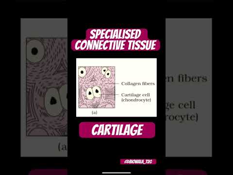 Specialised Connective Tissue- Cartilage #biology #science #ncert #trending #neetexam #shorts#neet
