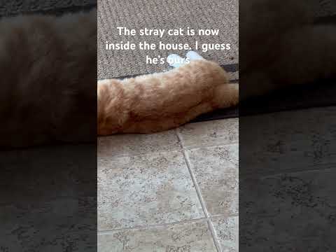 The stray cat who visits us every day now sleeps inside the kitchen. He’s cozy.