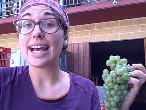 DBGitalia catches up with Daniela Tibaldi as they harvest 2019 Roero Arneis, Sept.