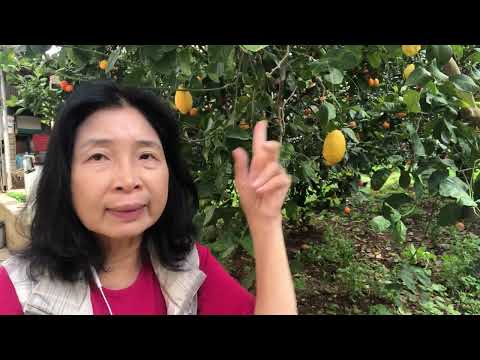 60s亞嫲｜身處西西里講下故仔：檸檬🍋黑手黨+貓王老婆