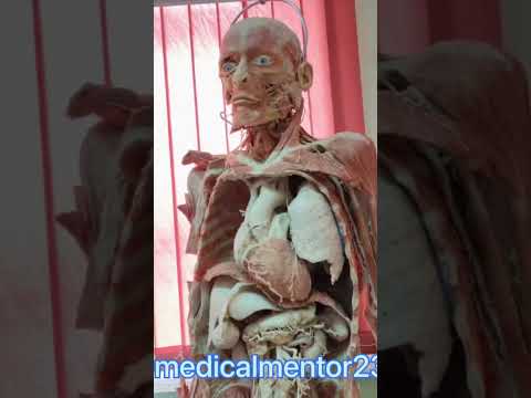 OREL STATE MEDICAL UNIVERSITY || #studyabroad #mbbsabroad #youtubeshorts #mbbs #viral #mbbs