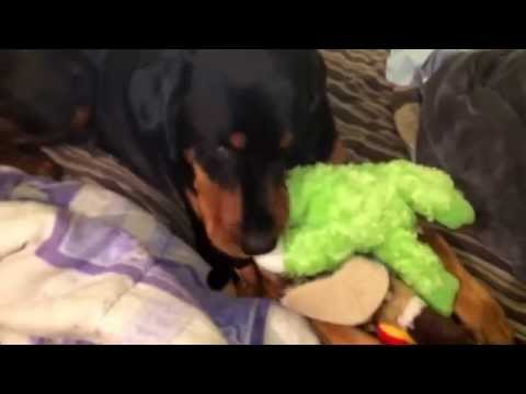 Rottweiler rex playing with his toys!