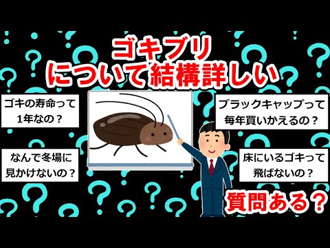 【〇〇に詳しいまとめ】ゴキブリについて結構詳しいけど質問ある？