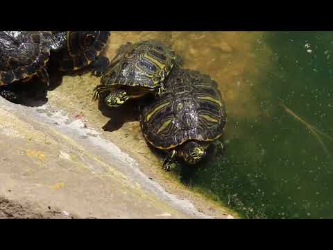 La Tartaruga, in Villa Borghese Roma,The little Turtle 🐢 Villa Borghese Rome Italy🇮🇹