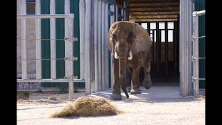 PORTUGAL’S LAST CIRCUS ELEPHANT ARRIVES AT EUROPE’S FIRST LARGE-SCALE SANCTUARY