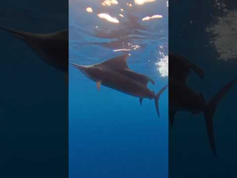 The billfish action in Costa Rica couldn’t get much hotter! 🔥🔥🔥 #fishing #costarica