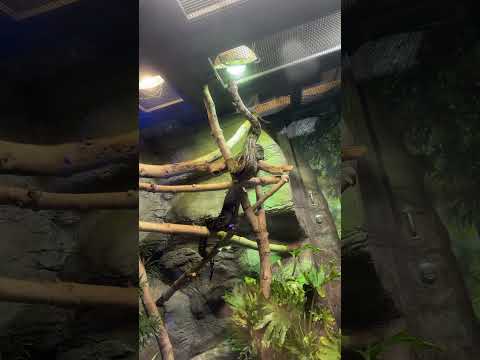 Snake 🐍 😱 #love #nature #naturelovers #harshi #toronto #zoo #snake #ytshorts