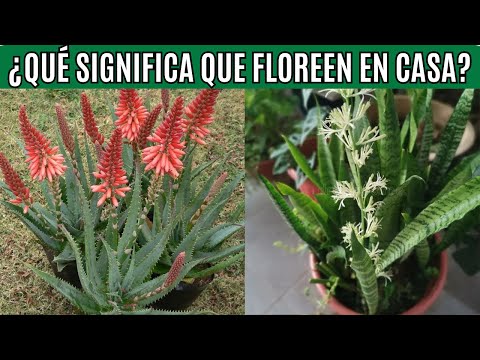 ¿Qué Pasa Cuando Florecen la SABILA y LENGUA de SUEGRA en Tu CASA?