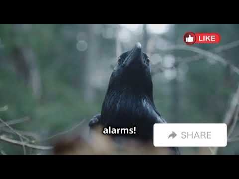 Hidden Communication Methods in Animals 🐜🐋 | Fascinating Wildlife Secrets with Avery Bliss
