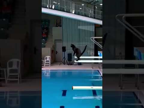 When a cat decided to compete in the Olympic diving event the result shocked everyone!#cat #olympics