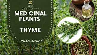 Discover the Health Benefits of THYME: Medicinal Plant Profile (Thymus vulgaris)