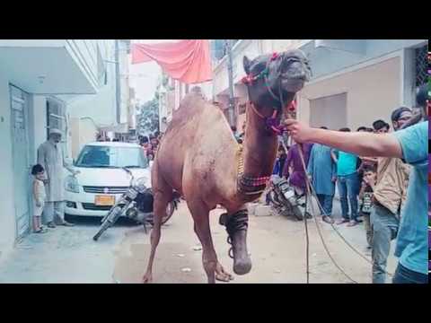 Camel Qurabani By Professional || Bakra Eid 2018