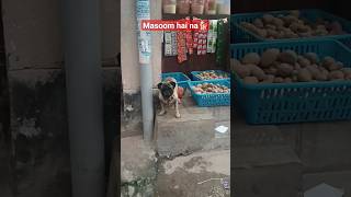 masoom hai na🐕#shorts #shortvideo #doglover #dog #viral #youtubeshorts #geetakumari