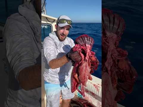 What do GIANT tuna eat? 🤔🍣  One way to find out! #tuna #fishing (for educational purposes only)
