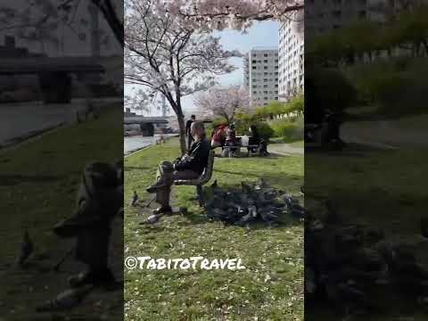 🌸🕊 Cherry blossom season and pigeon paradise in Japan #Shorts