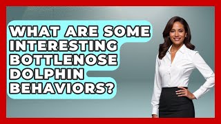 What Are Some Interesting Bottlenose Dolphin Behaviors? - The Marine Life Explorer