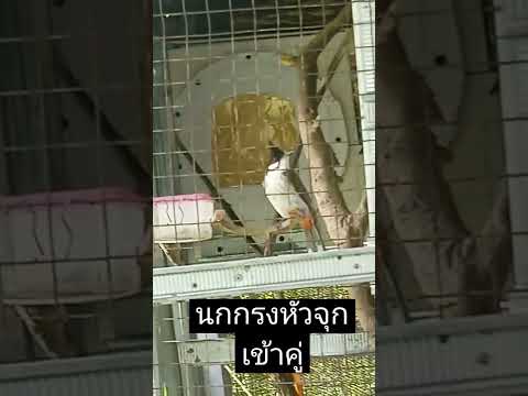 นกกรงหัวจุก เข้าคู่