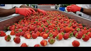 How Strawberry Juice Is Made – Inside a High-Tech Fruit Processing Factory II Process Lab