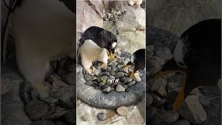 The Cutest Proposal in Nature 🐧💍