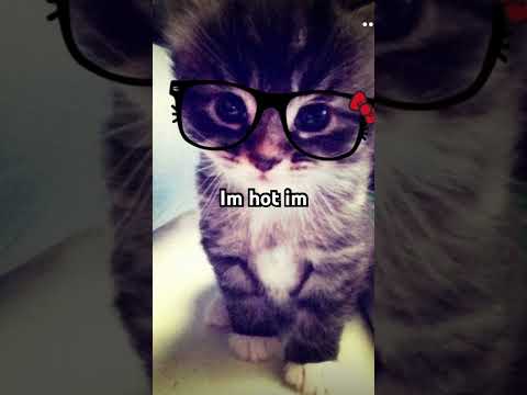 #viralvideo #cats #edit