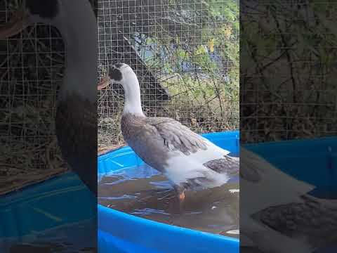 Dogs & Ducks 😱 #cuteanimals #duck #raisingbirds #dogs