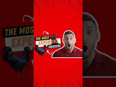 The Most Expensive Chickens-Watch it on the Description.