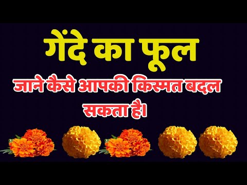 गेंदे का फूल कैसे आपकी किस्मत बदल सकता है। Vastu Tips |