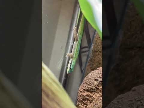 Brand New Day Geckos!! *RARE* #shorts