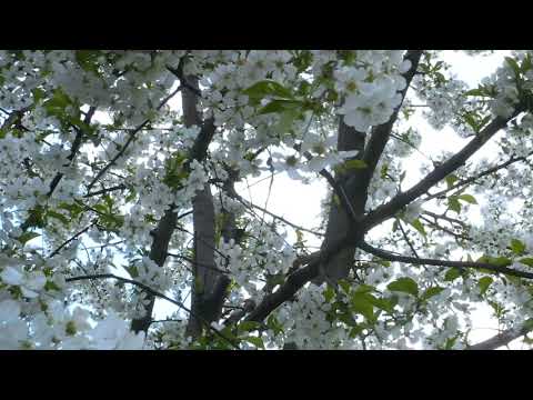 Mindful Minute - Cherry Blossoms (Classroom, Studying, School Mental Break)
