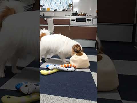 おもちゃ選びはじめたチビは#犬のおもちゃ #犬のいる生活 #パピヨン犬