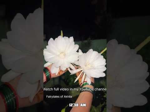బ్రహ్మ కమలం వికసించిన పవిత్ర క్షణం #shorts #shortsfeed #youtubeshorts #trending #brahmakamalam