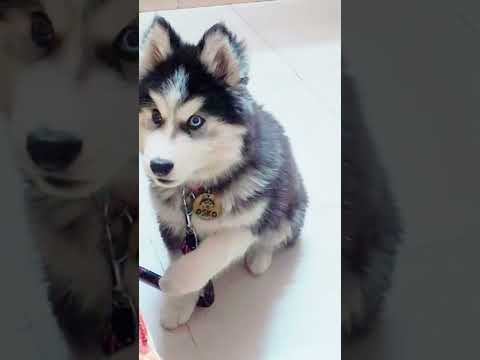 My Husky Talks and understand | Talking With Husky 🐺 | Husky Dog 🐕🥹🥰