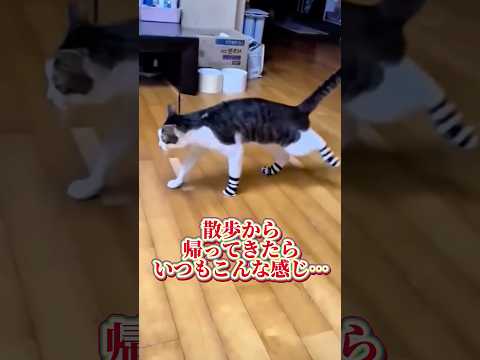 【今帰ったどー！】#猫 #cat #可愛い #shorts #comedy #強い