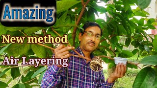 Learn the Amazingly New Method in Air Layering with Great Result !