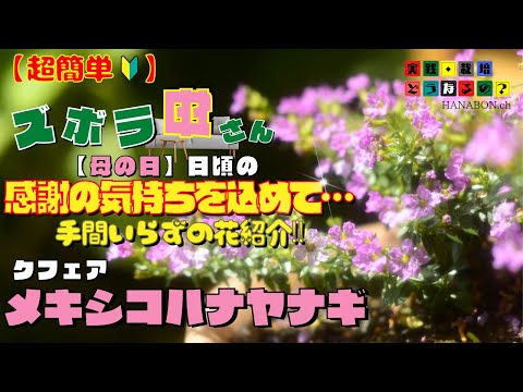 実践・栽培・どうなるの？【初心者簡単な花】ズボラな母さんに日頃の感謝の気持ちを込めて･･･手間いらずの花紹介!!【クフェア・メキシコハナヤナギ】植え方・育て方・育ち方【園芸】