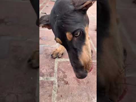Dog eating | Meat eating dog