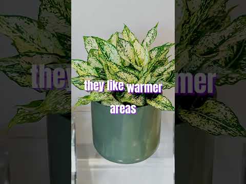 Chinese evergreen Plants #aglaoneama #houseplants #plants