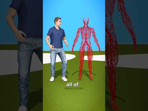 How long the human blood vessels? #facts #viral #shorts