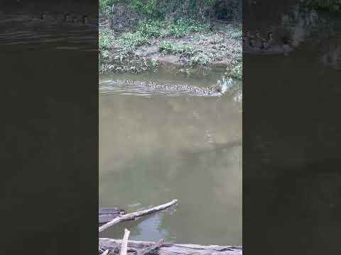 Bird swimming up stream
