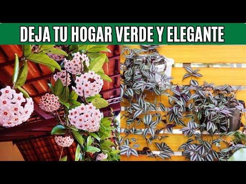 15 PLANTAS colgantes más facinantes para tu hogar