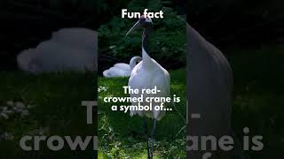 Cranes of Fortune #shorts  #avianwonders #birds  #birdbehavior #ornithology